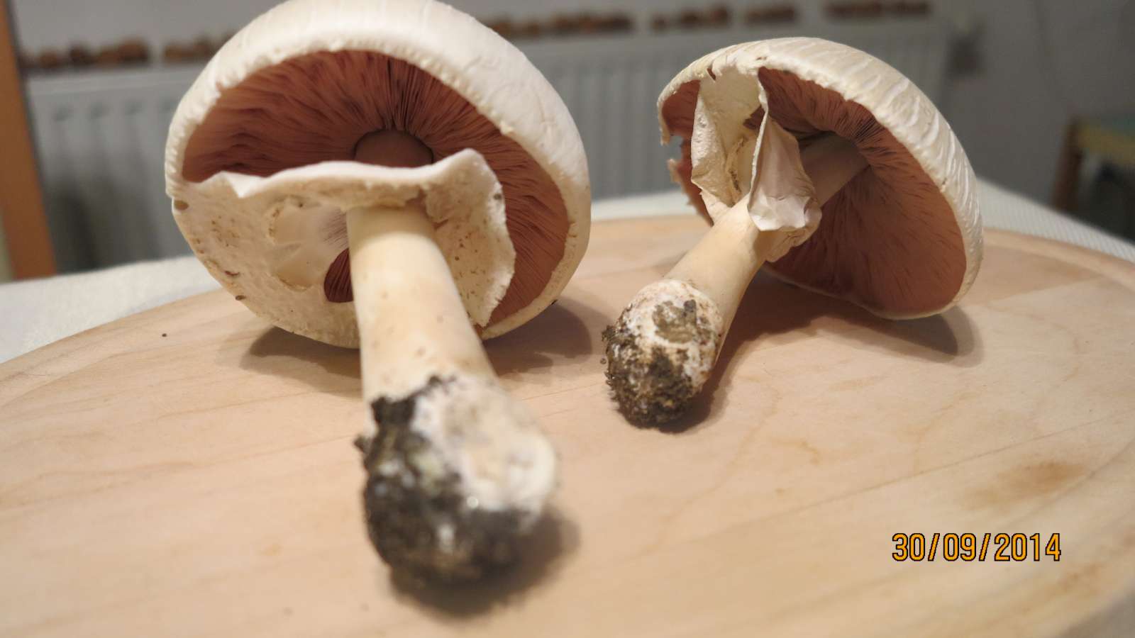 Peèárka polní (Žampion polní) - Peèiarka po¾ná - Agaricus Campestris L. 
