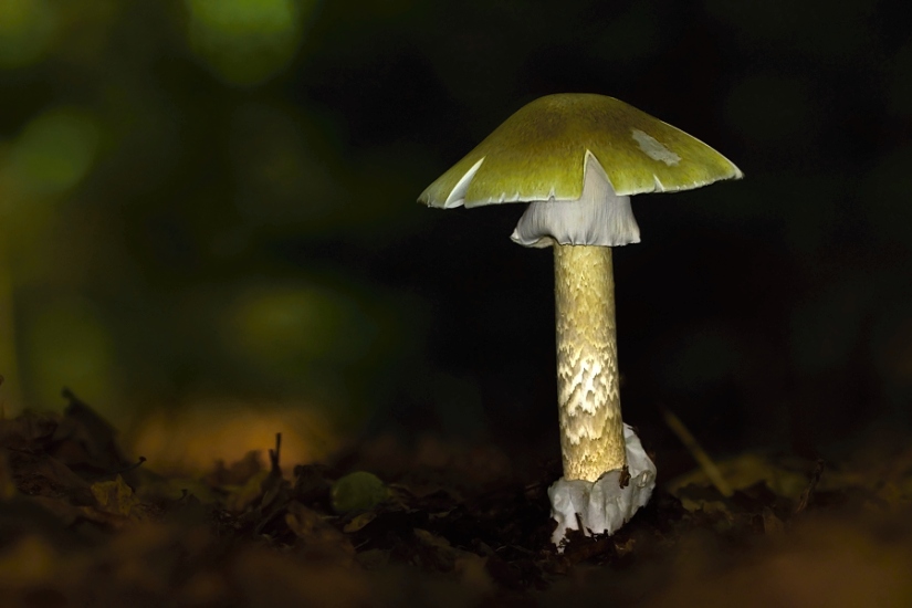 Muchomùrka zelená (hliznatá) - Muchotrávka zelená - Amanita phalloides 